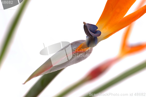 Image of Bird Of Paradise