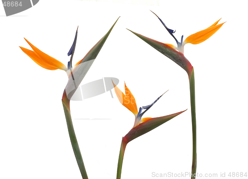 Image of Bird Of Paradise