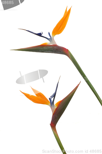 Image of Bird Of Paradise