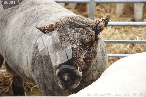 Image of closeup of a sheep