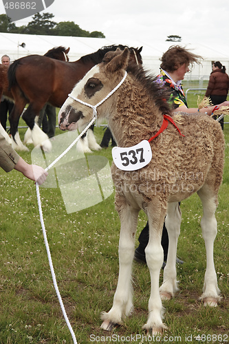 Image of shirehorse foal