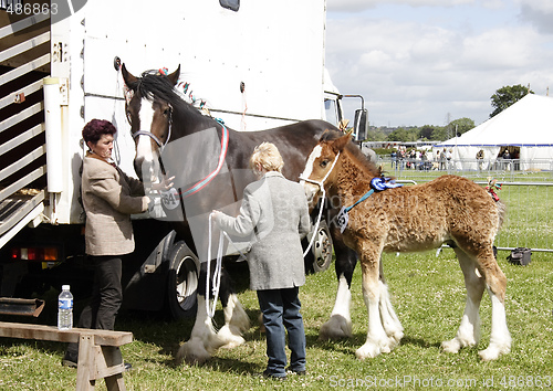 Image of mare and foal with handlers