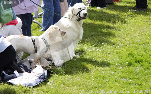 Image of two alert dogs