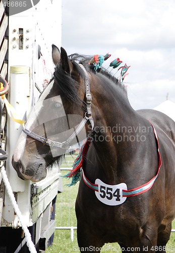 Image of shirehorse ready for show