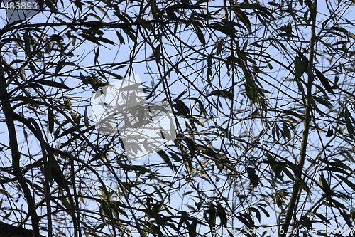 Image of background of leaves