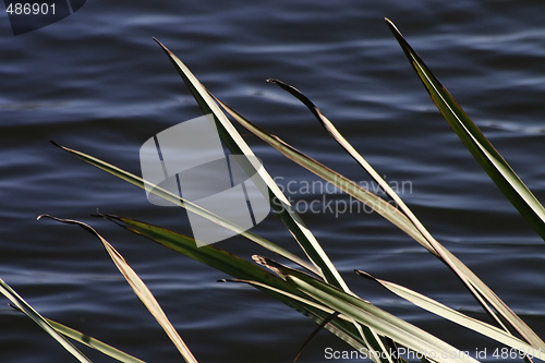 Image of water and grass blades