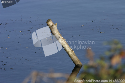 Image of old log in water