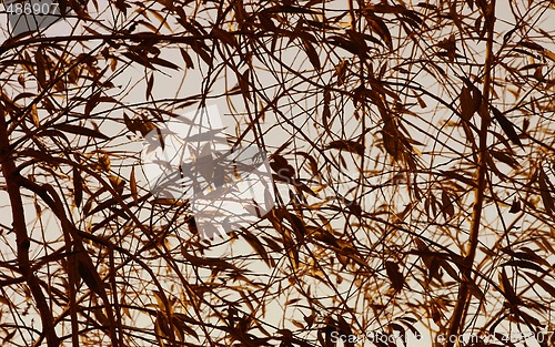 Image of background of leaves