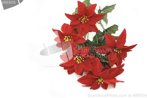 Image of bunch of poinsettia