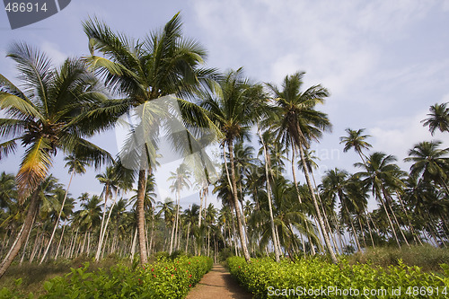 Image of the path to the tropical vacation