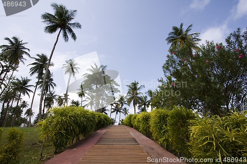 Image of the path to the tropical vacation