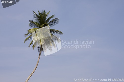 Image of palm-tree