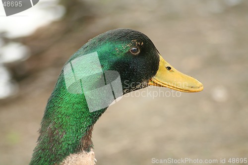 Image of Green duck