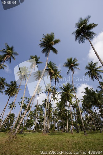 Image of tropical background