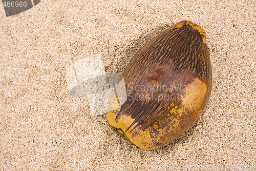 Image of Coconut