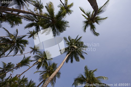 Image of tropical background