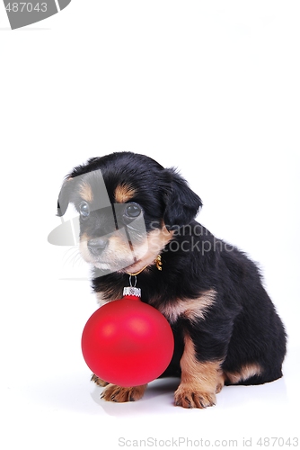 Image of  Puppy with Christmas ball