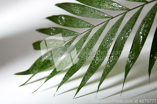 Image of green moist palm tree leaf