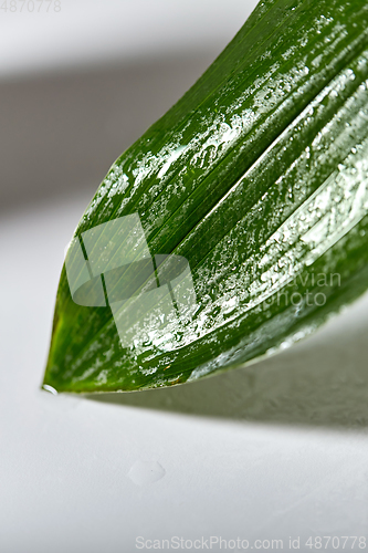 Image of green moist palm tree leaf