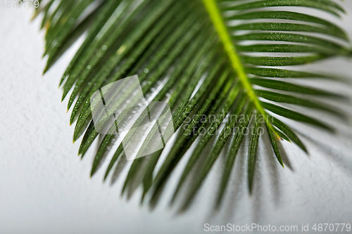 Image of green moist palm tree leaf