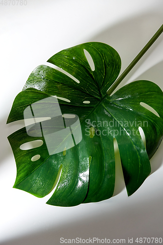 Image of green moist palm tree leaf