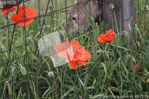 Image of Wild Poppies