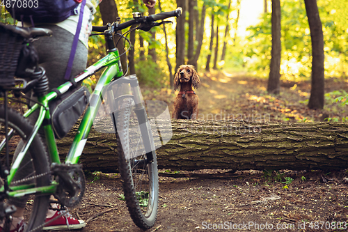 Image of Young woman having fun near countryside park, riding bike, traveling with companion spaniel dog
