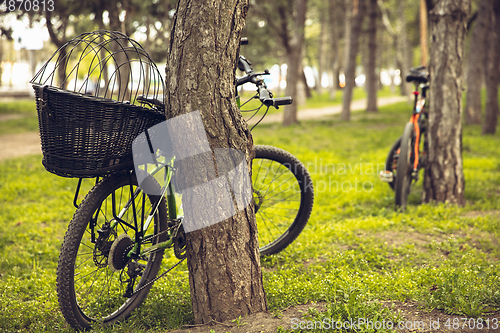 Image of Bike left near tree with green and blooming nature around it. Countryside park, riding bikes, spending time healthy.