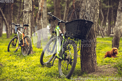 Image of Bike left near tree with green and blooming nature around it. Countryside park, riding bikes, spending time healthy.