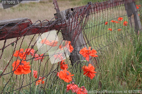 Image of Old Rusty Fence with Poppies