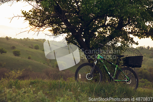 Image of Bike left near tree with green and blooming nature around it. Countryside park, riding bikes, spending time healthy.