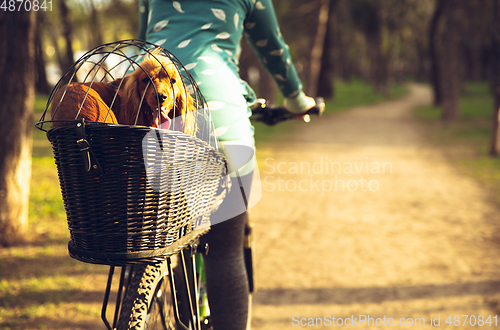 Image of Young woman having fun near countryside park, riding bike, traveling with companion spaniel dog