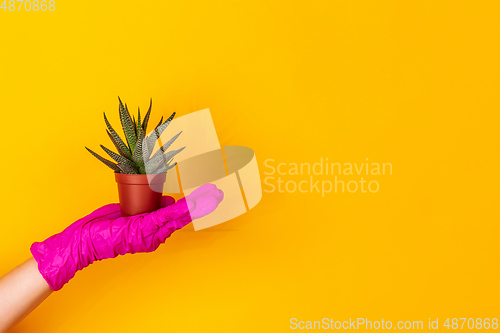 Image of Hand in pink rubber glove holding plant isolated on yellow studio background with copyspace.