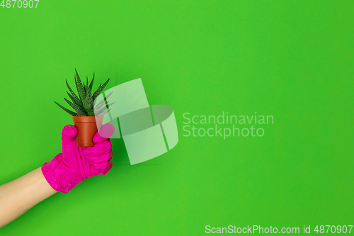 Image of Hand in pink rubber glove holding plant isolated on green studio background with copyspace.