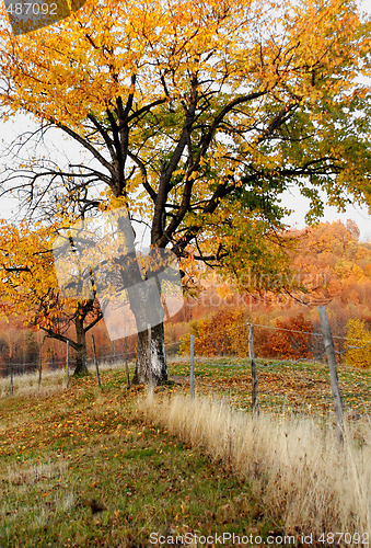 Image of Transylvanian tree