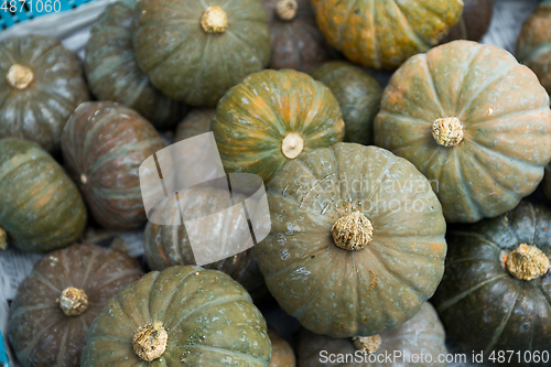 Image of Pumpkin patch