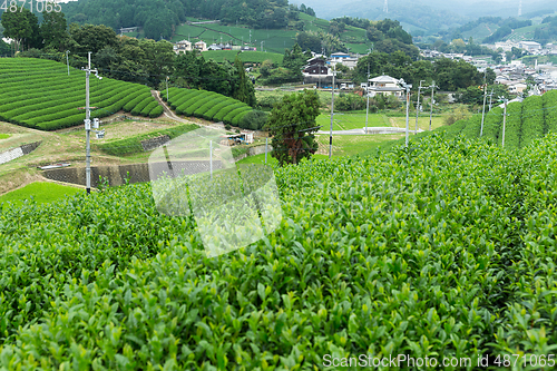 Image of Tea plantation in Japan