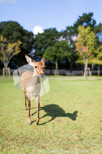 Image of Lovely Deer walking in a park