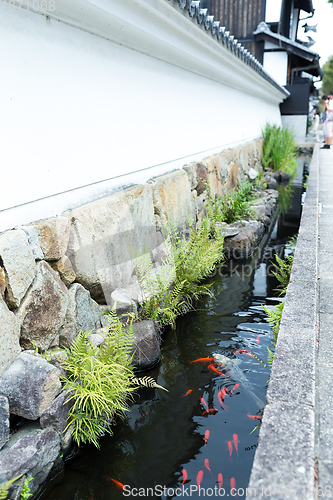 Image of Koi fish swimming in canal at outdoor