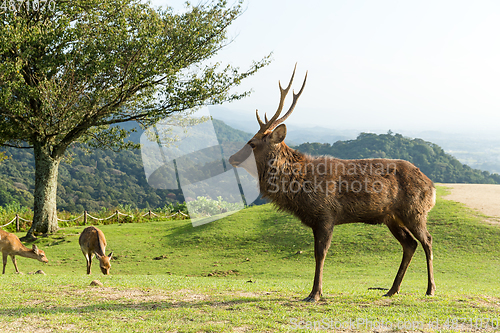 Image of Buck deer 