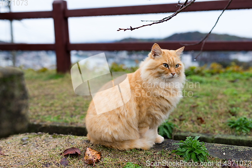 Image of Street cat at park