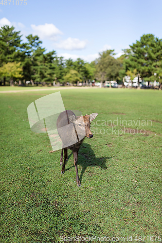 Image of Deer walking in a park