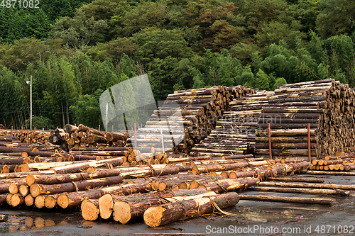 Image of Forest pine trees for Timber industry