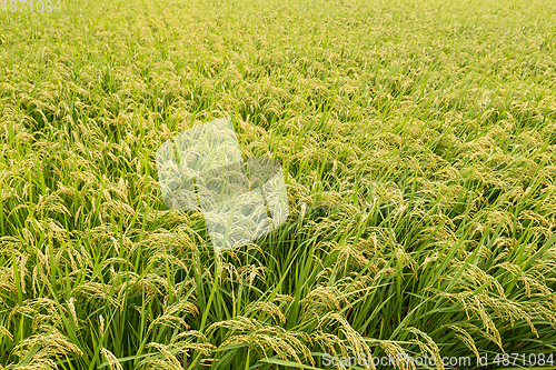 Image of Rice field