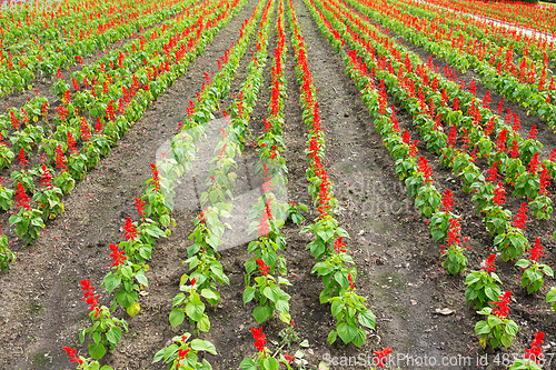 Image of Red salvia field