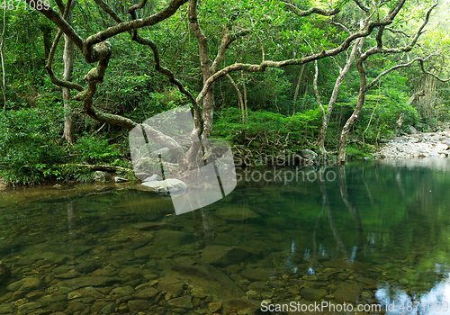 Image of Tropical Forest and lake