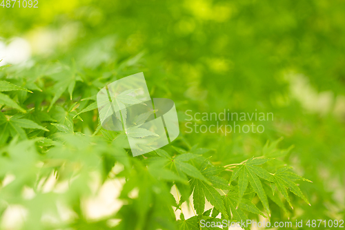 Image of Green maple tree