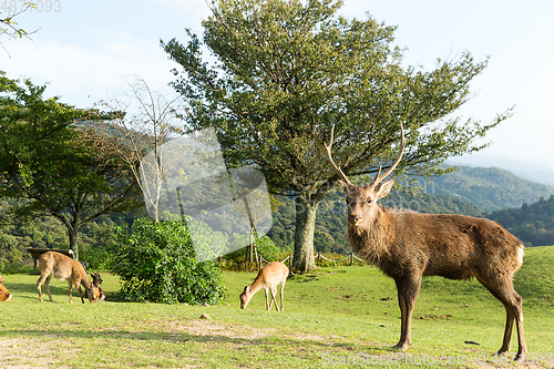 Image of Wild stag deer on mountain