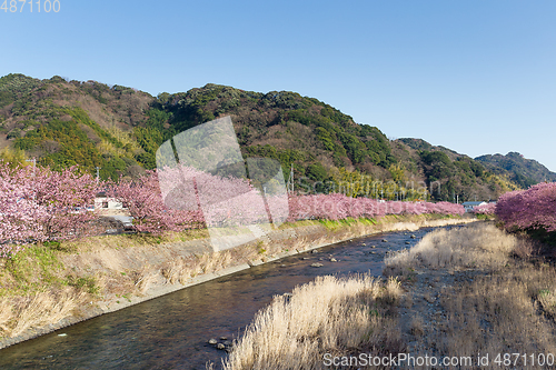 Image of Sakura tree and river with blue sky