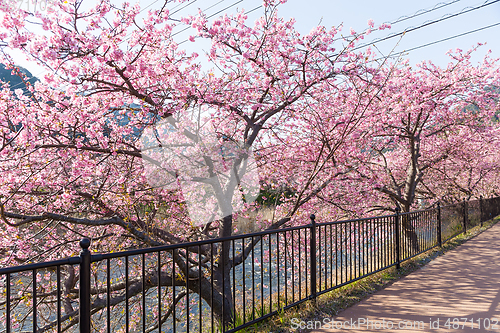 Image of Sakura tree in Japan